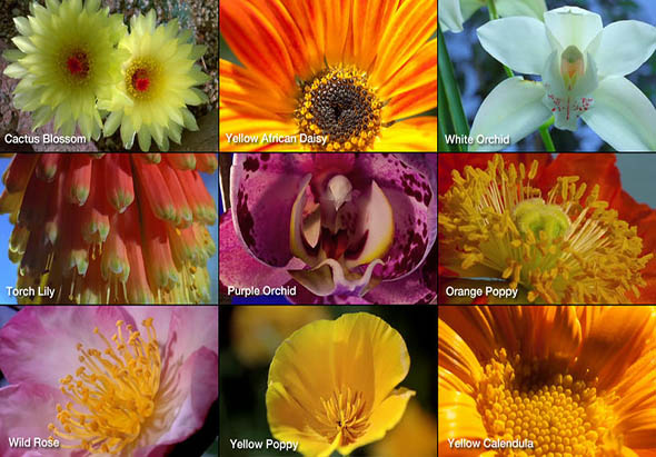 Magic Flowers 2.1 for Mac|Mac版下载 | 