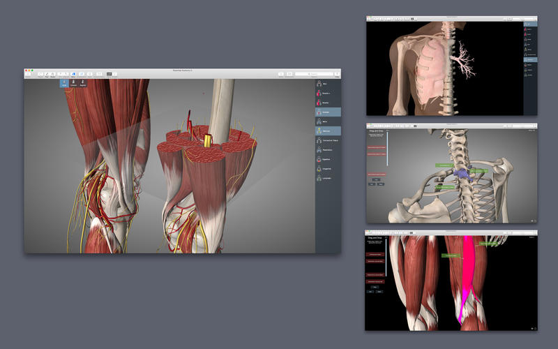 Essential Anatomy 5 5.0.5 for Mac|Mac版下载 | 