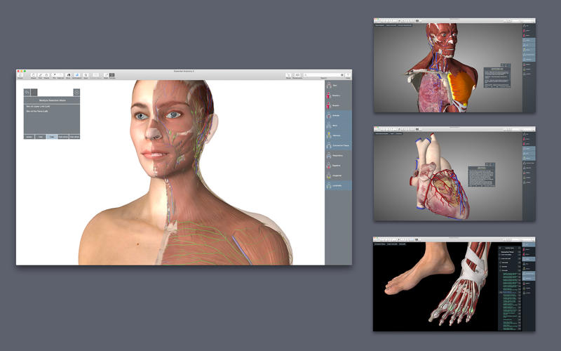 Essential Anatomy 5 5.0.5 for Mac|Mac版下载 | 