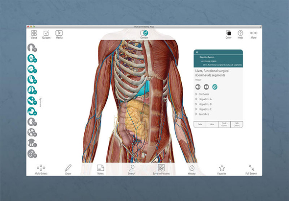 Human Anatomy Atlas 7.4.01 for Mac|Mac版下载 | 
