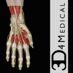 Hand & Wrist Pro III with Animations 3.8 for Mac|Mac版下载 | 