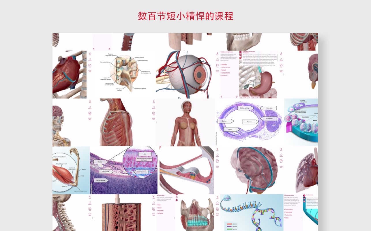 Anatomy and Physiology 6.2.07 Mac 中文破解版 解剖生理医学软件 人体系统的介绍