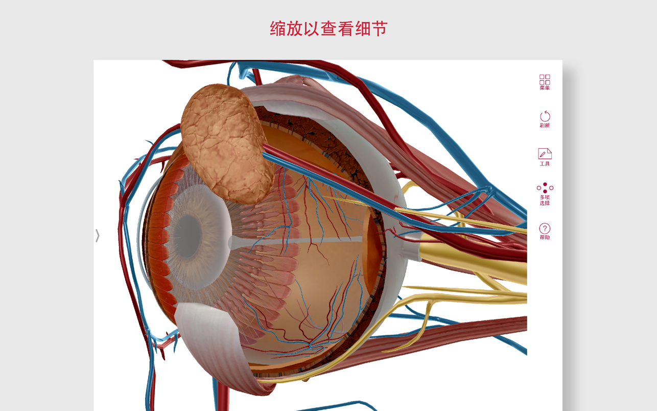 Anatomy and Physiology 6.2.07 Mac 中文破解版 解剖生理医学软件 人体系统的介绍