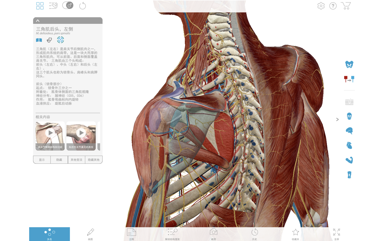 Visible Body Muscle Premium 7.1.56 Mac 破解版 肌肉和骨骼解剖教学软件