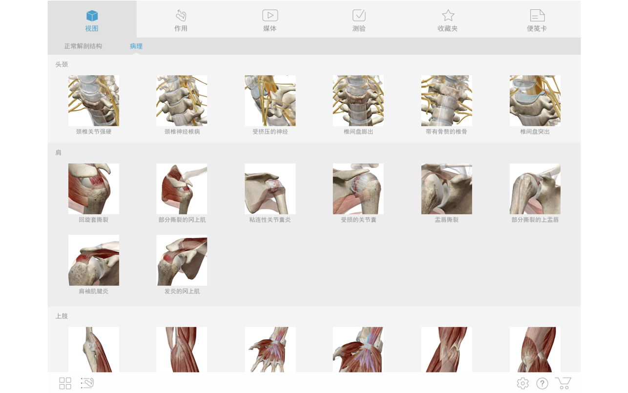 Visible Body Muscle Premium 7.1.56 Mac 破解版 肌肉和骨骼解剖教学软件