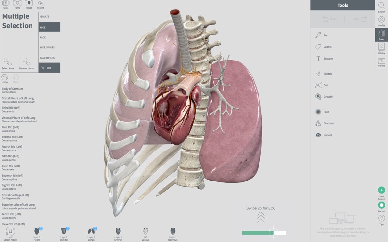 Complete Heart for Mac 1.1 破解版 - 3D心脏医学参考模型